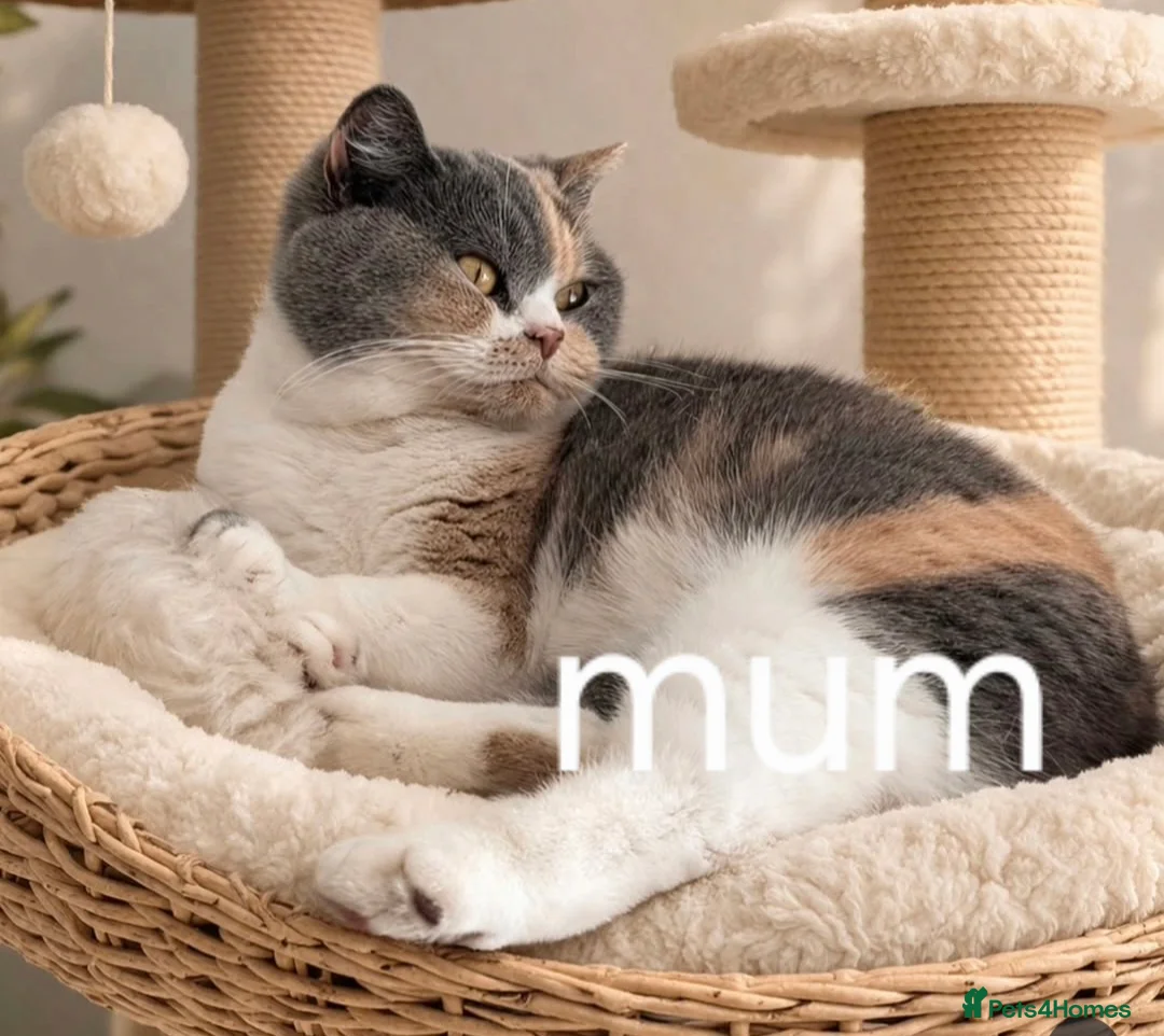 British Shorthair cats for sale: Show quality GCCF British Shorthair kittens - Advert 1