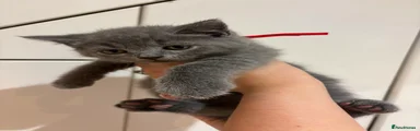 British Shorthair (red collar)