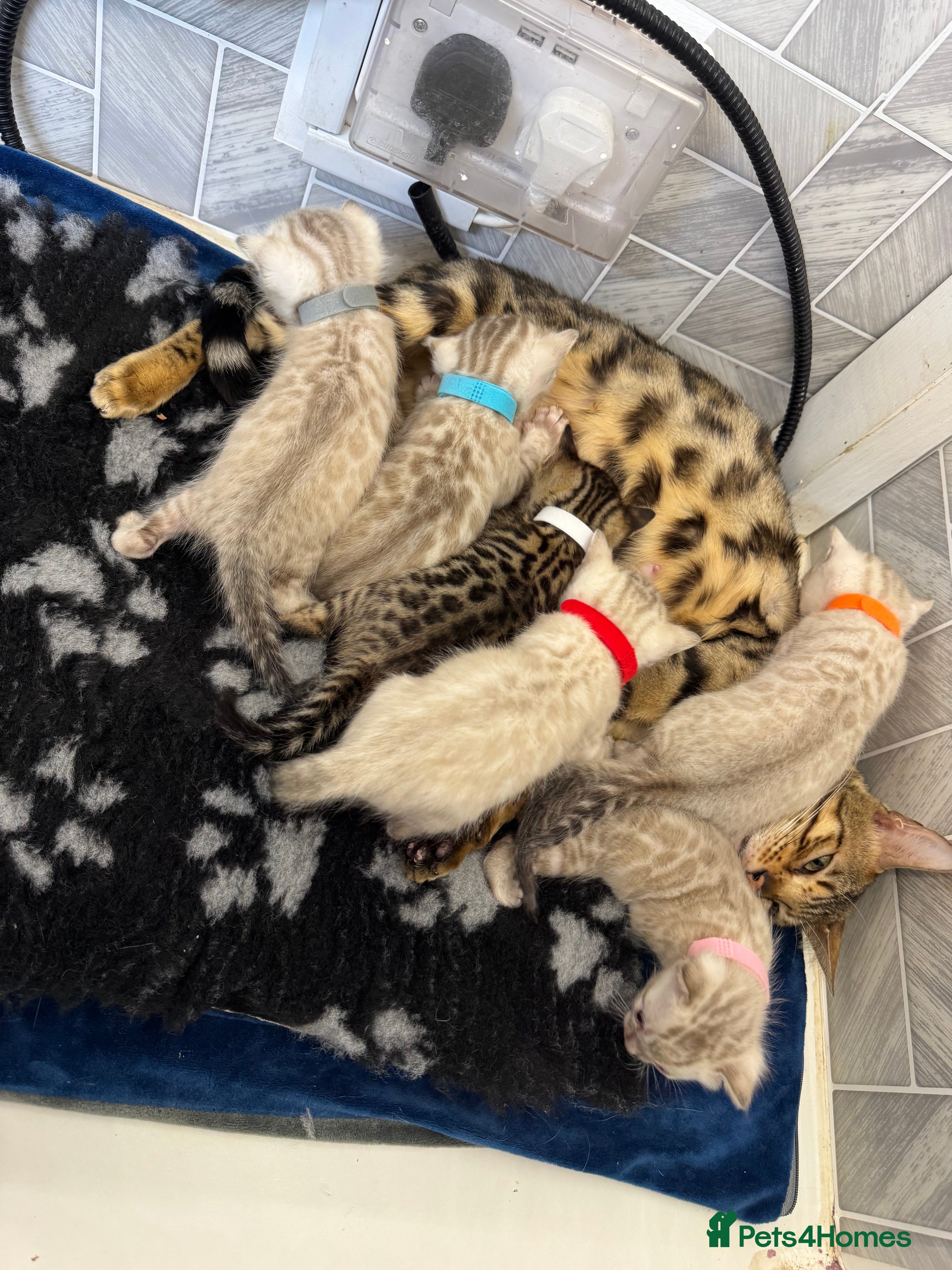 Bengal cats Snow Lynx Bengal Kittens TICA Registered - Advert 3