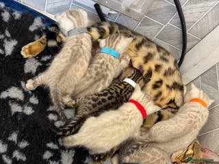 Bengal cats Snow Lynx Bengal Kittens TICA Registered - Advert 3