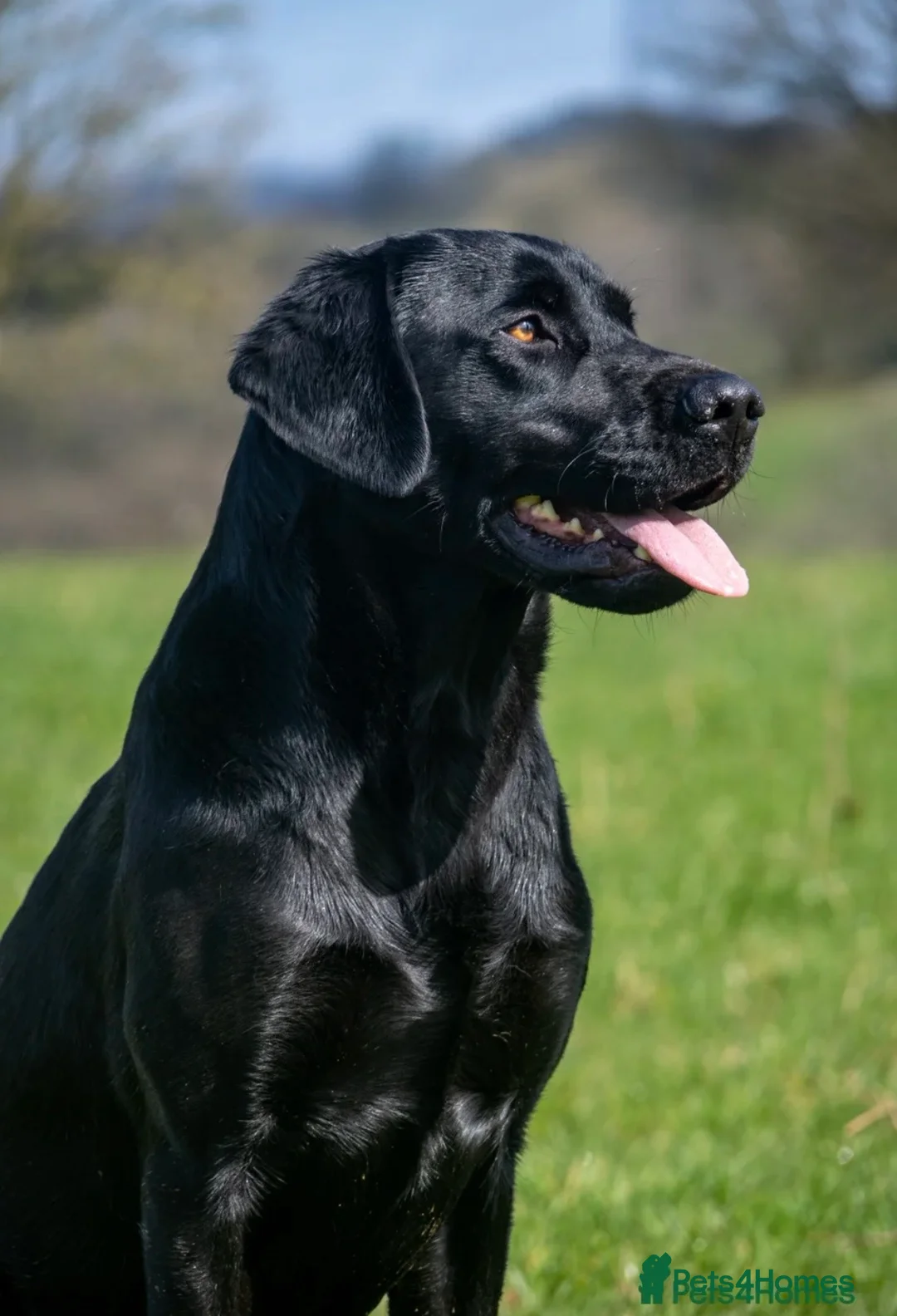 Labrador Retriever dogs for sale: KC BLACK FOX RED YELLOW LAB PUPS HEALTH TESTED - Advert 2
