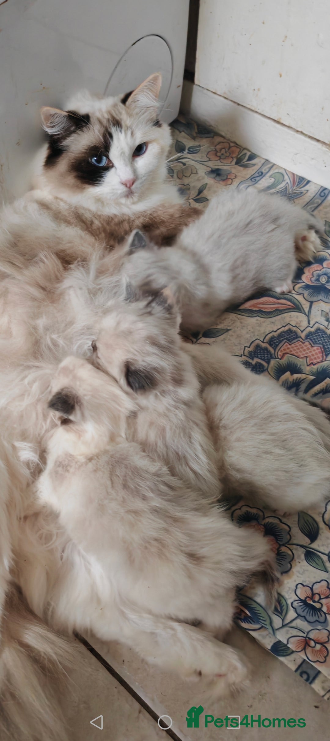 Ragdoll cats for sale: Ragdoll kittens ready for a new home! - Advert 7