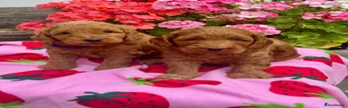Cockapoo 5