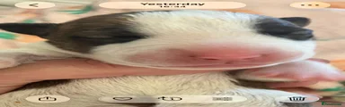 English Bull Terrier 5