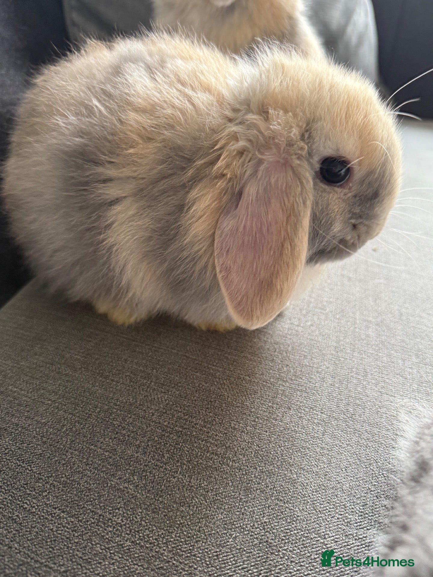 Mini Lop rabbits gorgeous babies   💙🐰 - Advert 1