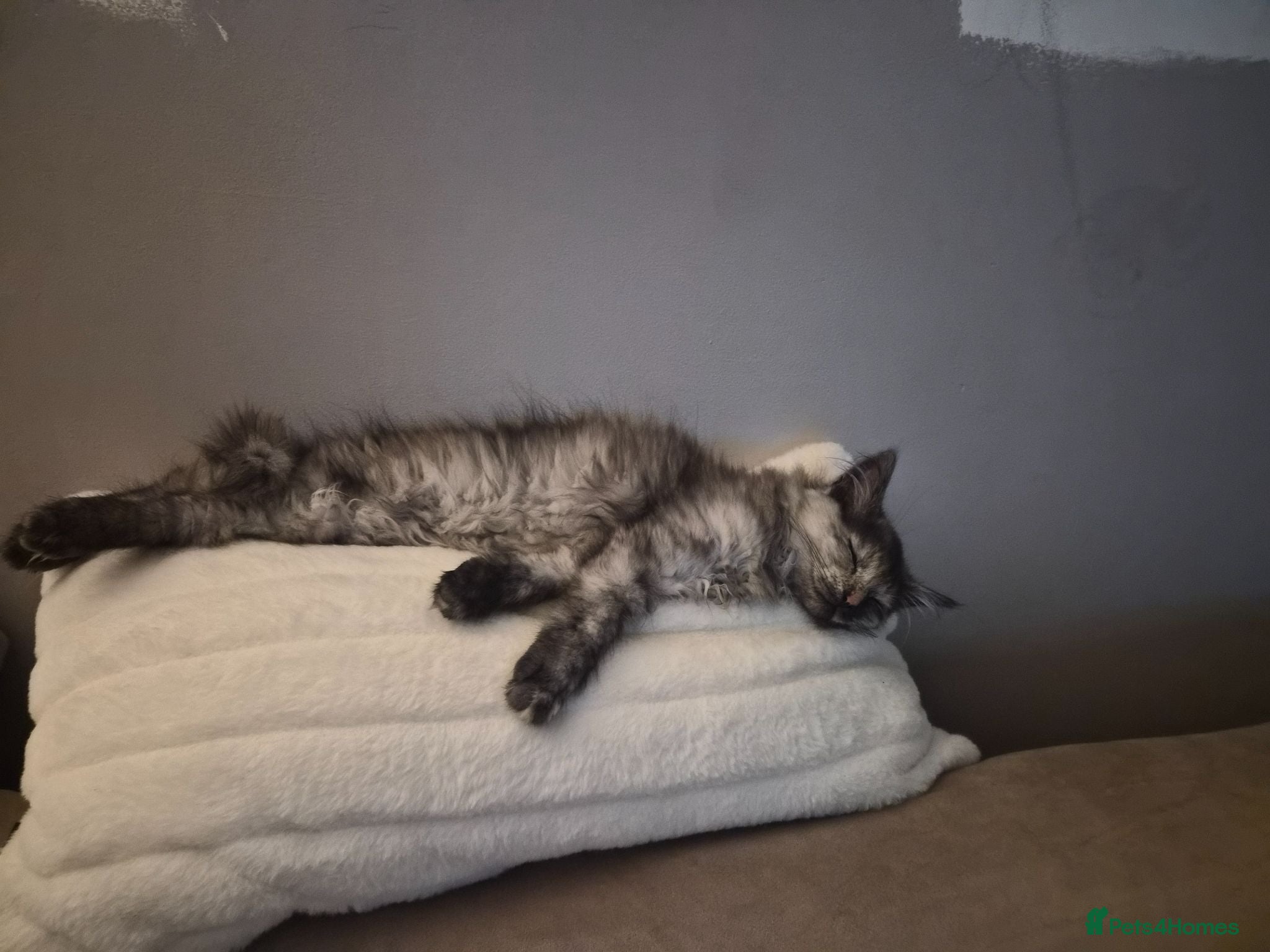 Mixed Breed cats Maine coon x tortoiseshell tabby - Advert 1