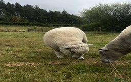 Sheep livestock for sale: Pure bred Ryeland tup - Image 3