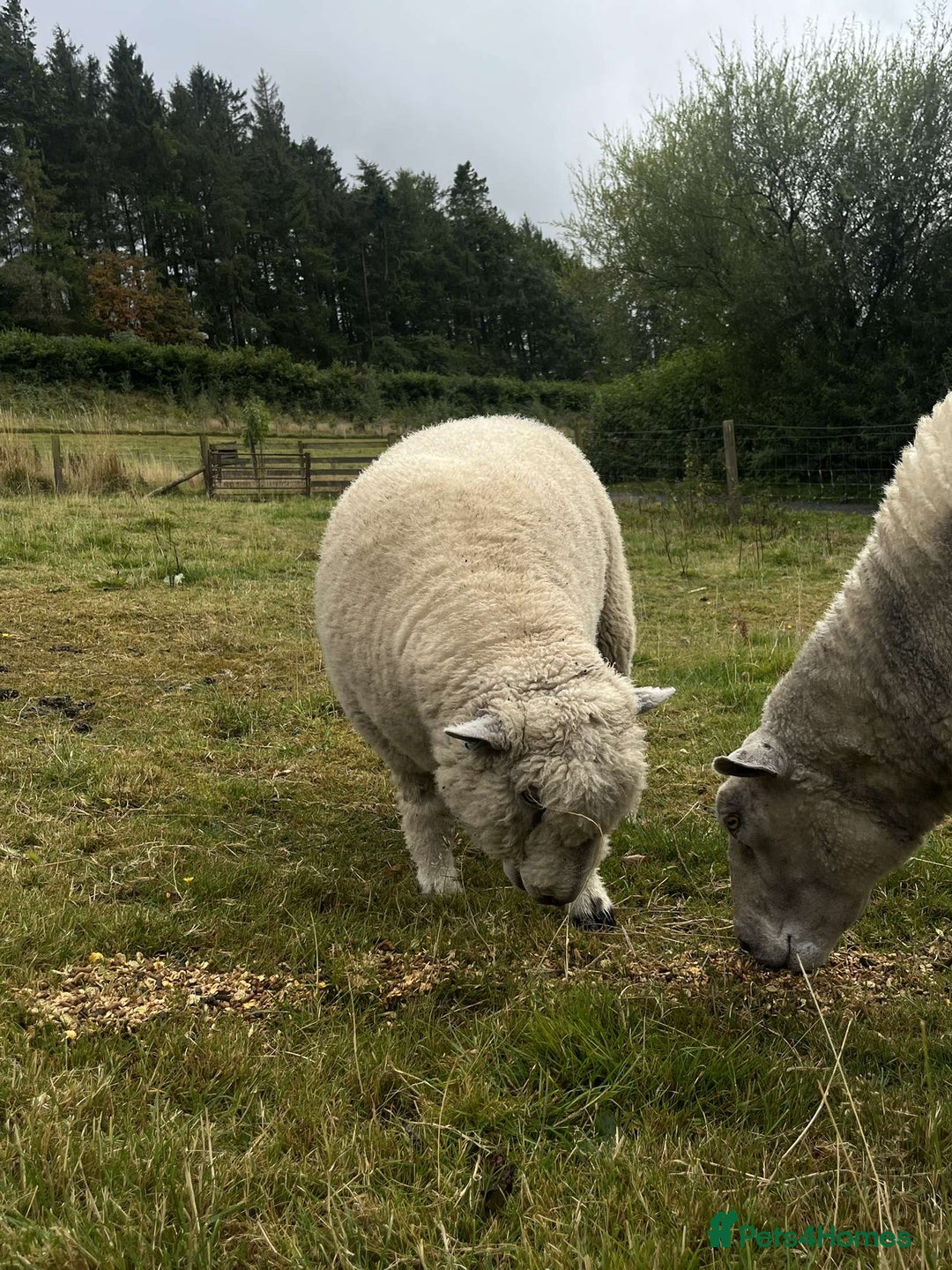 Sheep livestock for sale: Pure bred Ryeland tup - Image 3