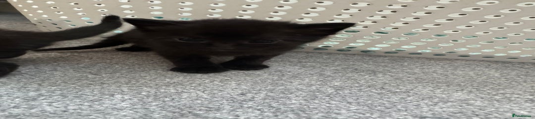 Kitten 6