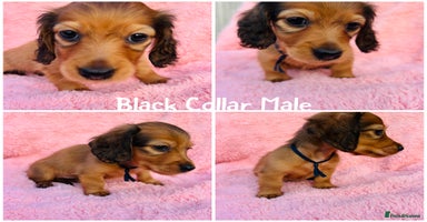 Miniature Dachshund dogs long haired shaded red Miniature dachshunds  - Advert 12