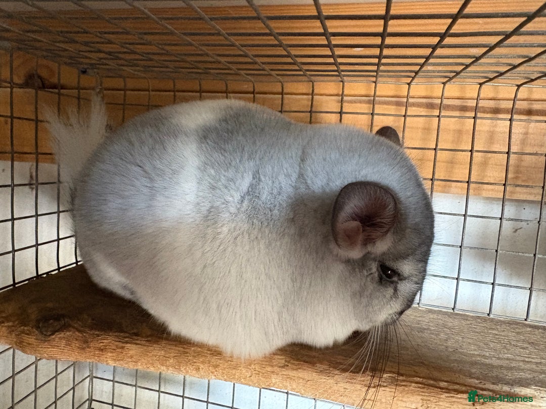 Chinchilla rodents for sale: Trio of Young Males - Image 3