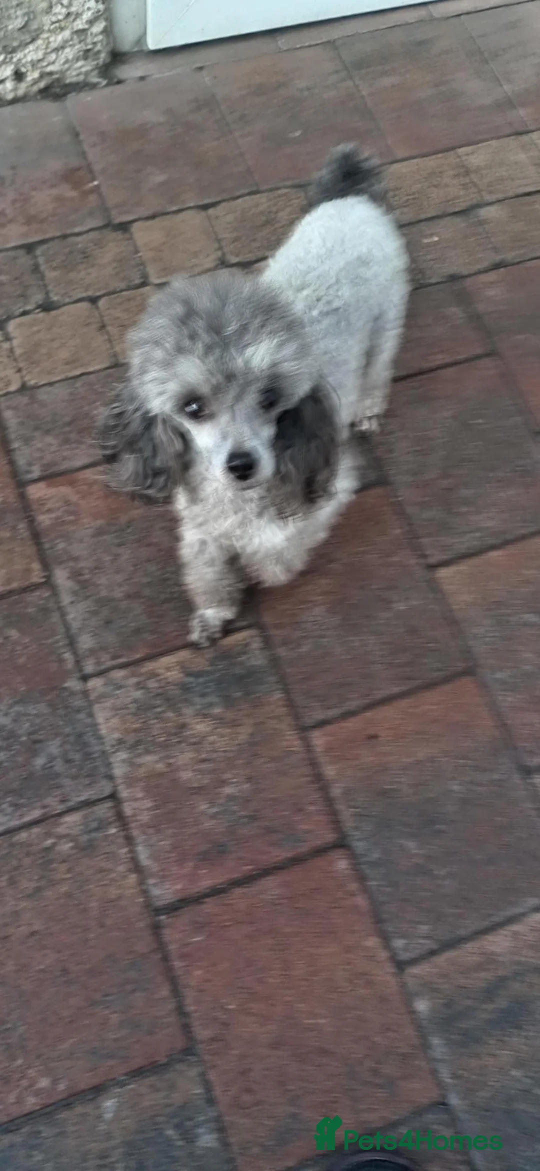 Toy Poodle dogs for sale: Toy poodle pups white - Advert 2