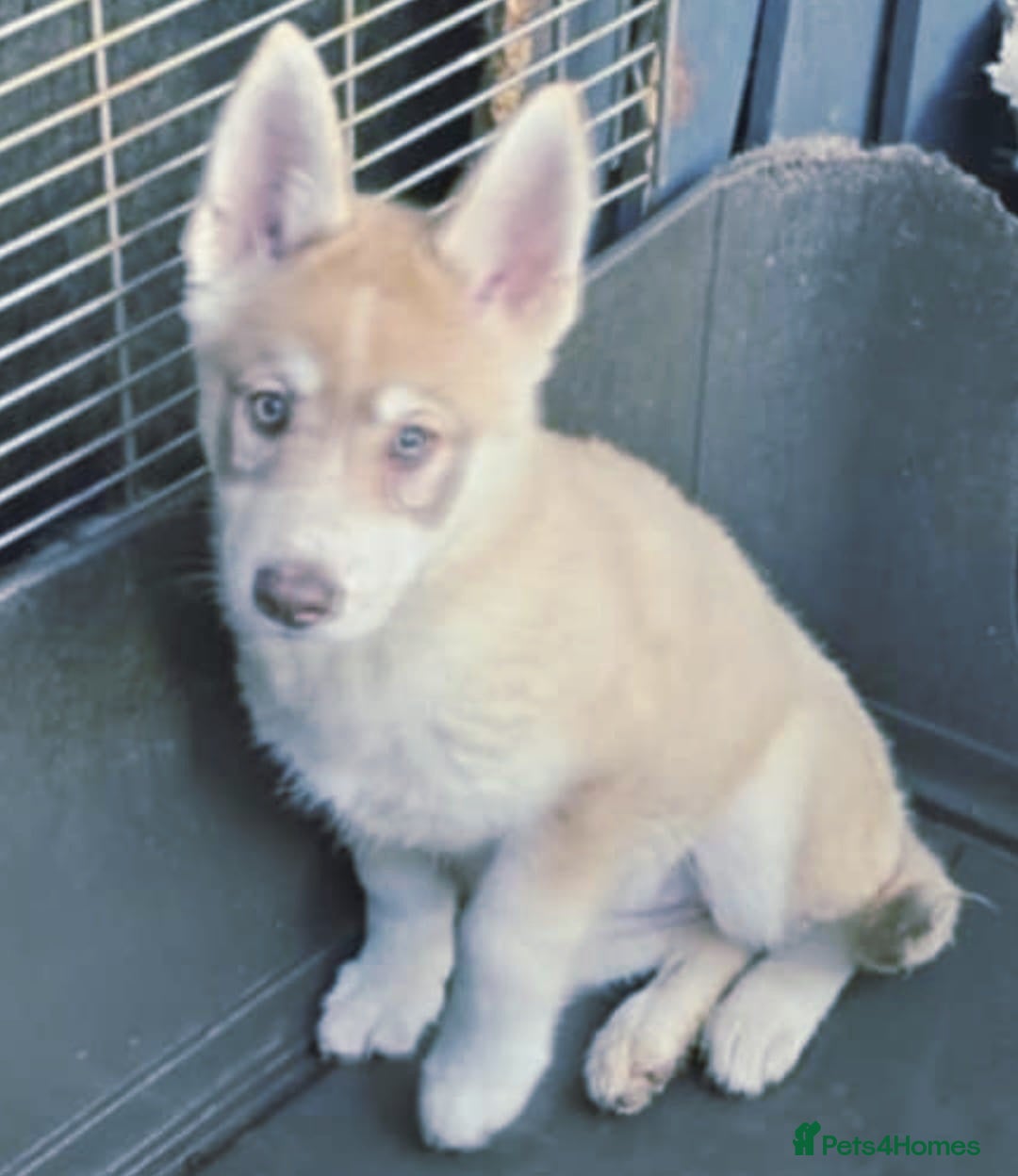 Akita dogs for sale: Akitahusky - Image 2