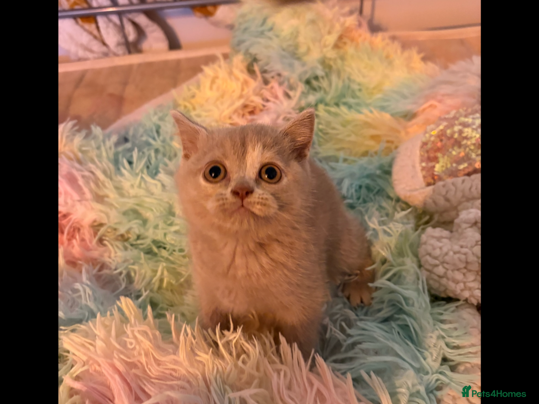 British Shorthair cats for sale: British Shorthair kittens - Image 8