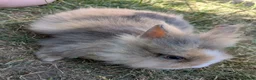 Lionhead rabbits for sale: Lionhead x Netherland dwarfs  - Advert 1