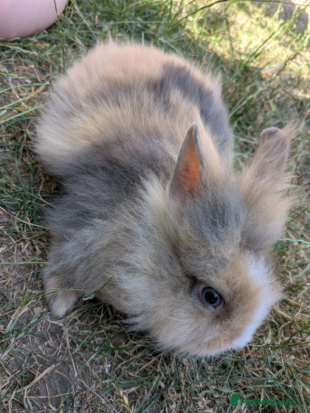 Lionhead rabbits for sale: Lionhead x Netherland dwarfs  - Advert 1