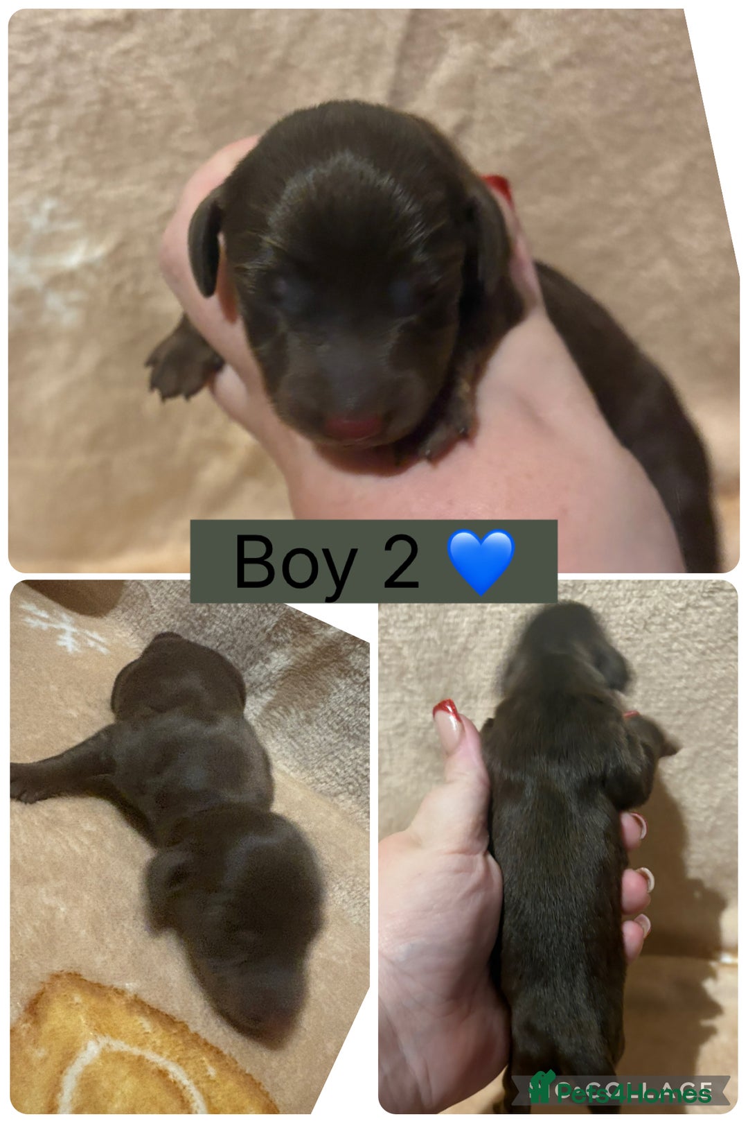 Miniature Dachshund dogs for sale: one girl miniature dachshund  - Advert 11