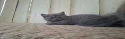 British Shorthair cats for sale: British shorthair kittens - Advert 5