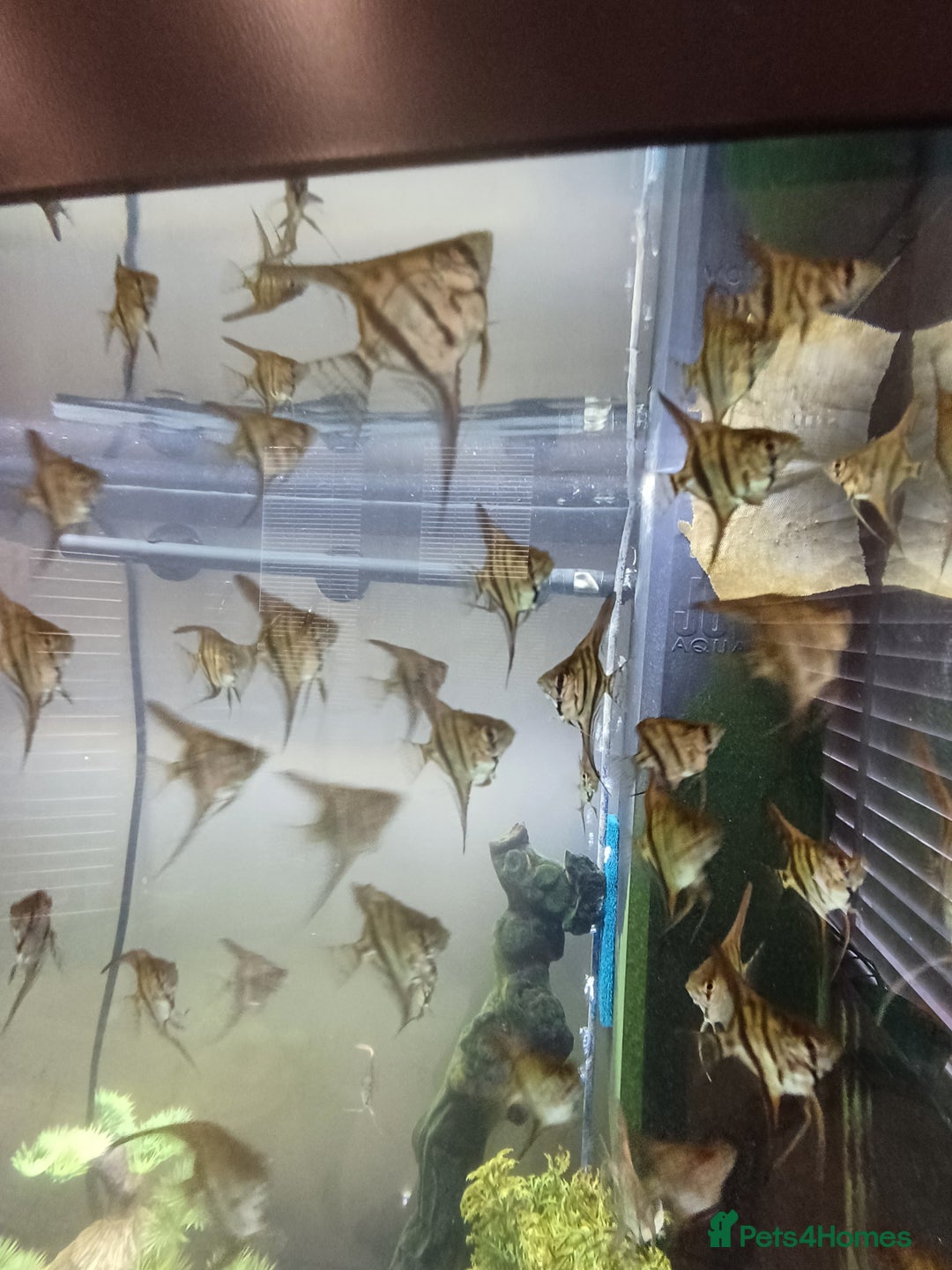 Angelfish fish for sale: Angel fish for sale  - Advert 5