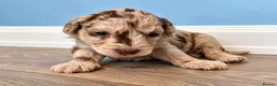 Toy Poodle dogs for sale: Beautiful Toy Poodle Puppies  - Advert 6