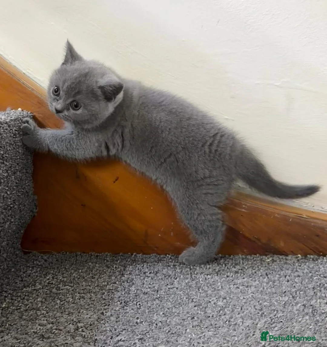 British Shorthair cats for sale: 4 blue Britishshorthair kittens Girls  for sale - Advert 25