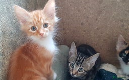 Mixed Breed cats for sale: Gorgeous adorable playful friendly kittens  - Image 17