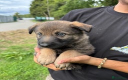German Shepherd dogs for sale: Germany 🇩🇪 shepherd puppies dogs 🐕 big boned - Image 27