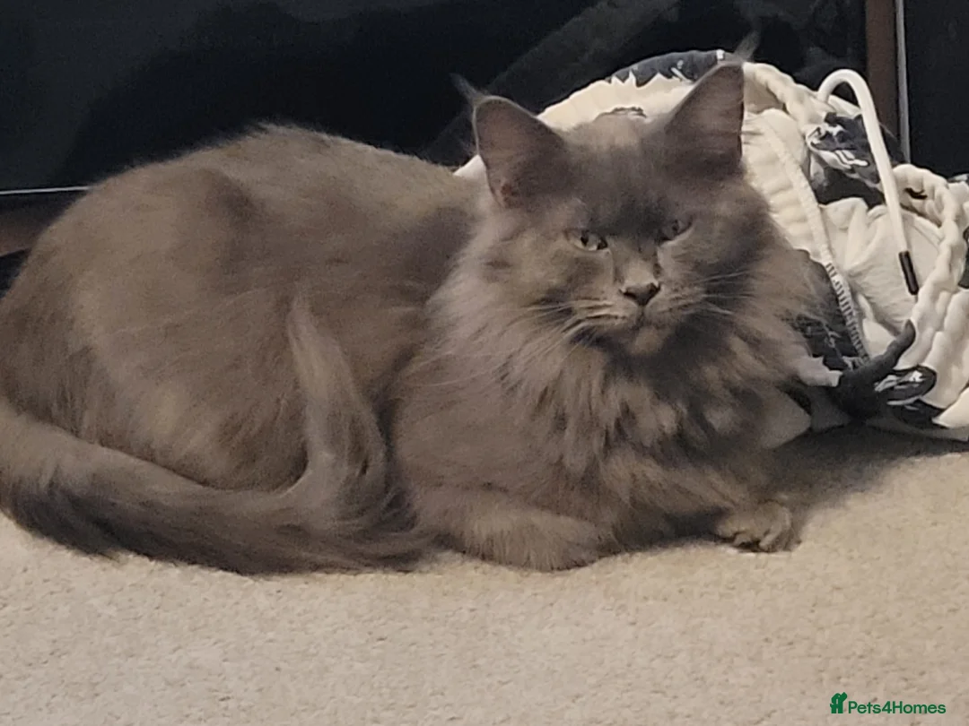 Maine Coon cats for sale: Maine coons kittens  - Advert 1