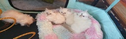 Ragdoll cats for sale: Absolutely Stunning GCCF Registered Kittens. - Advert 1