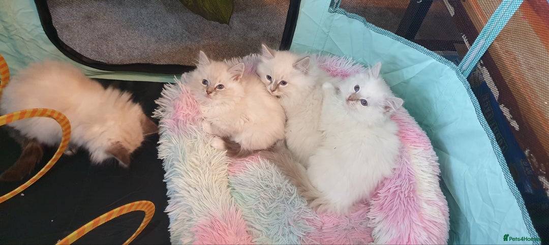 Ragdoll cats for sale: Absolutely Stunning GCCF Registered Kittens. - Advert 1