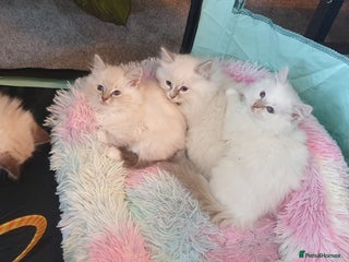 Ragdoll cats Absolutely Stunning GCCF Registered Kittens. - Advert 6