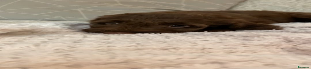 Cockapoo Puppy 3