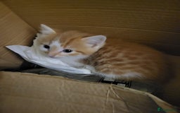 Mixed Breed cats for sale: 2 Beautiful Male Ginger Fluffy Kittens - Image 4