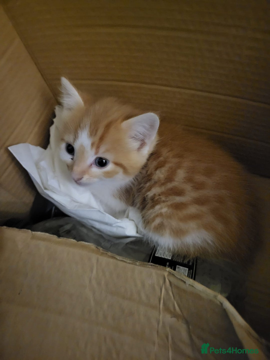 Mixed Breed cats for sale: 2 Beautiful Male Ginger Fluffy Kittens - Image 4
