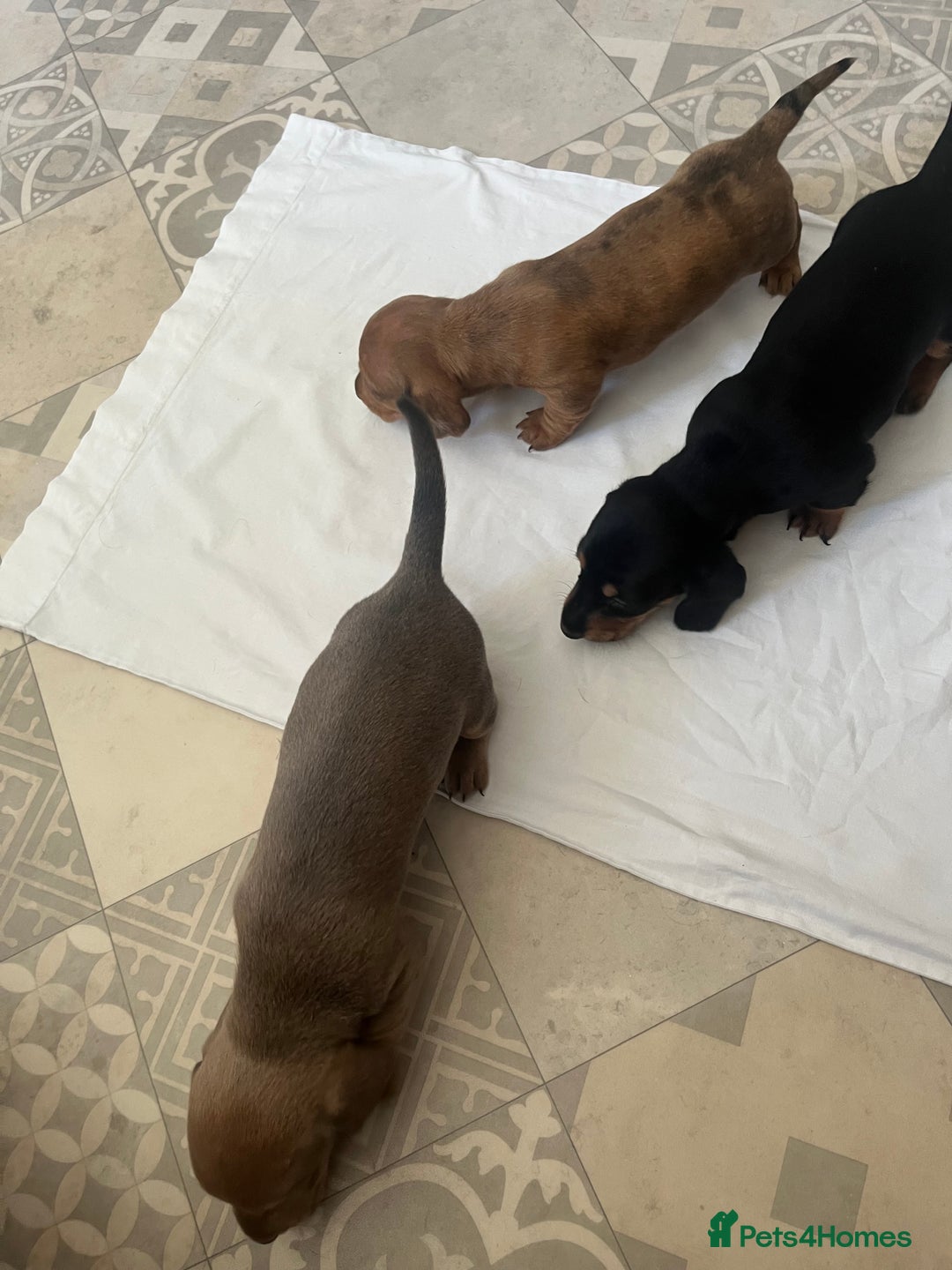 Dachshund dogs for sale: Miniature dachshunds  - Image 7