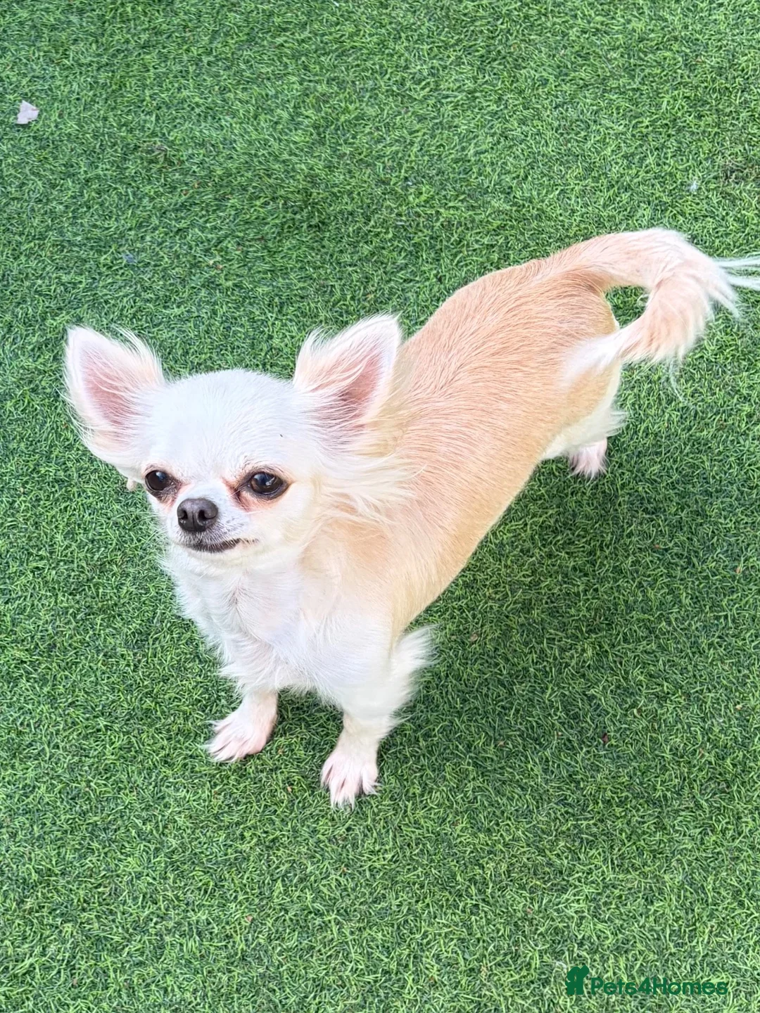 Chihuahua dogs for sale: Longcoat chihuahuas - Advert 1