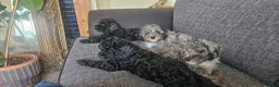 Cavapoo dogs for sale: READYtoday. Cavapoos puppies - Advert 3