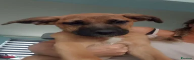 Mixed Breed 2