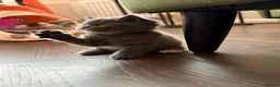British Shorthair cats for sale: Beautiful Blue & Lilac British Shorthair Kittens - Advert 14