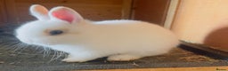 Netherland Dwarf rabbits for sale: Male netherland dwarf & baby - Advert 3
