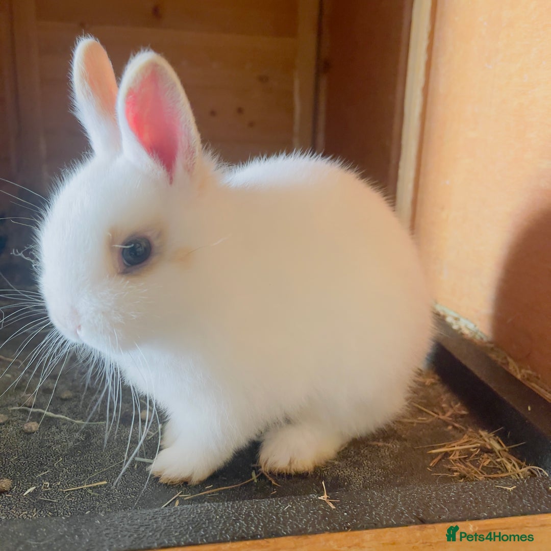 Netherland Dwarf rabbits for sale: Male netherland dwarf & baby - Advert 3