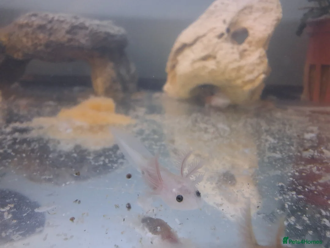Other/Mixed Breed fish for sale: Baby axolotl  - Advert 1