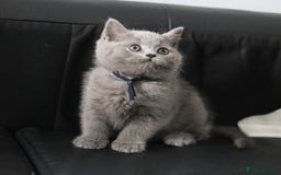 British Shorthair cats for sale: ✨️Outstanding GCCF Grand Chmp Line BSH ❤️ - Image 20