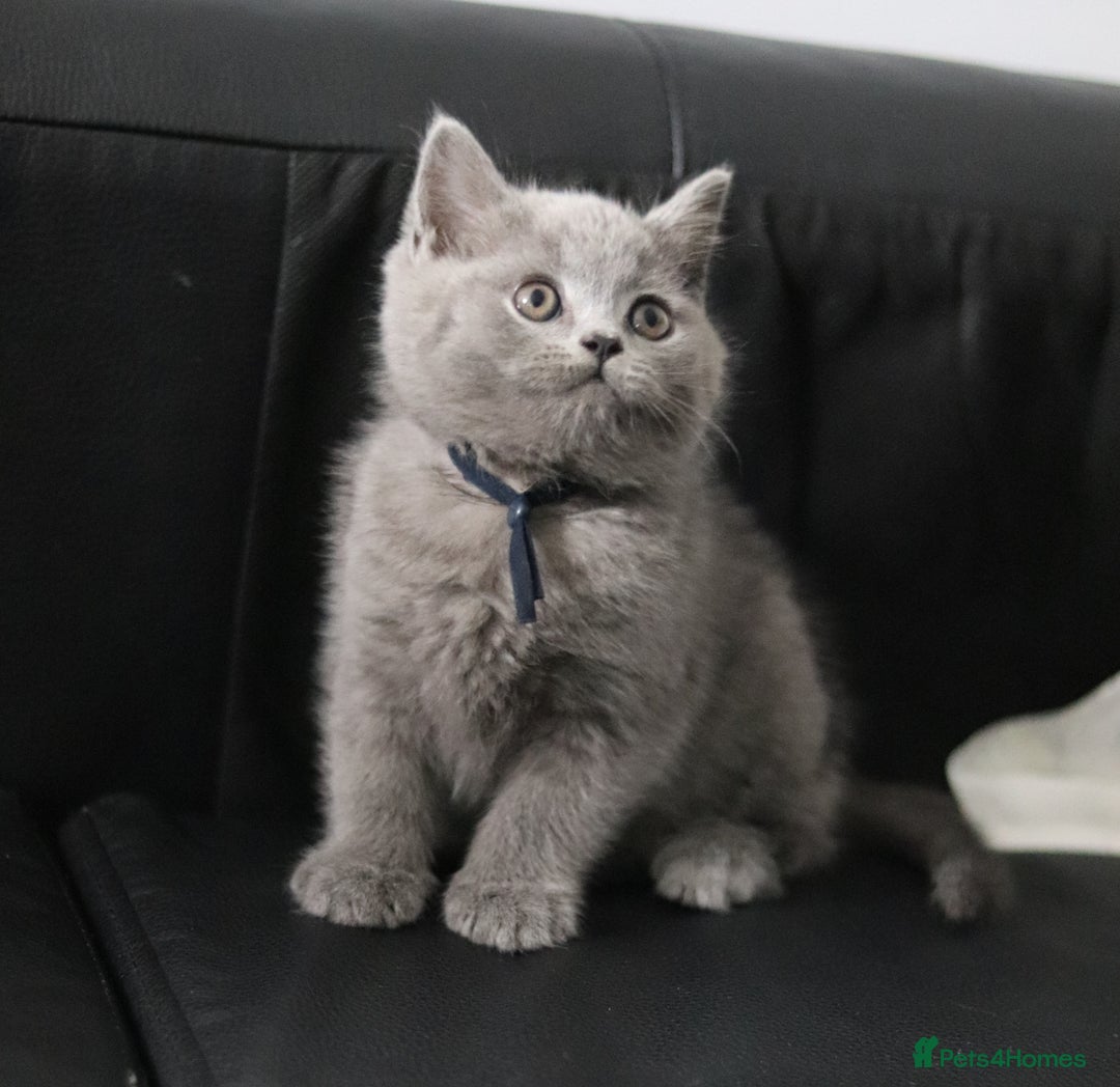 British Shorthair cats for sale: ✨️Outstanding GCCF Grand Chmp Line BSH ❤️ - Image 20
