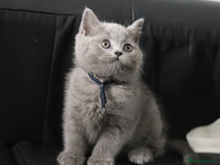 British Shorthair cats - Advert 28