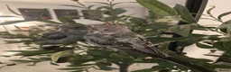 Budgerigars birds for sale: Black Budgie  in Sunderland - Advert 1