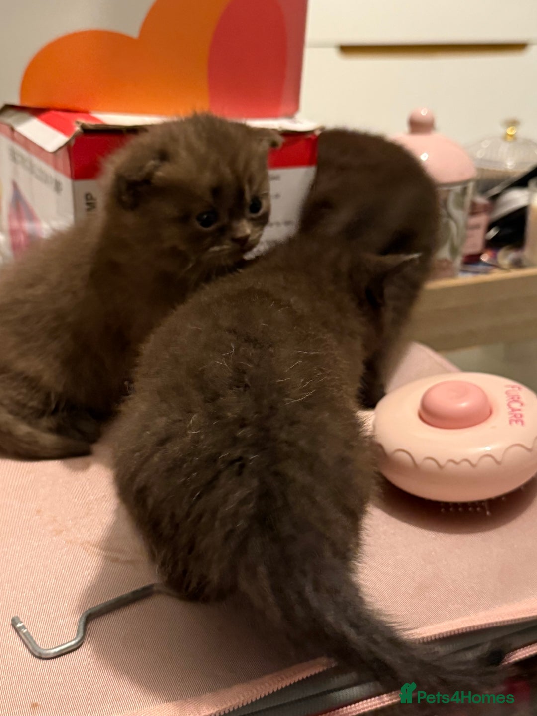 British Shorthair cats for sale: Gorgeous British Shorthair/Scottish Fold kittens - Advert 9