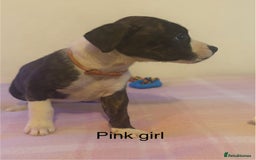 Staffordshire Bull Terrier dogs for sale: Beautiful coloured staffies - Image 15