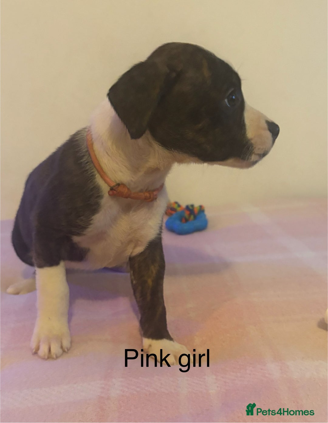 Staffordshire Bull Terrier dogs for sale: Beautiful coloured staffies - Image 15