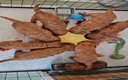 Cavapoo dogs for sale: F1B Cavapoo Puppies - Image 2